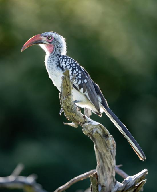 Birds | Ameliya Safaris